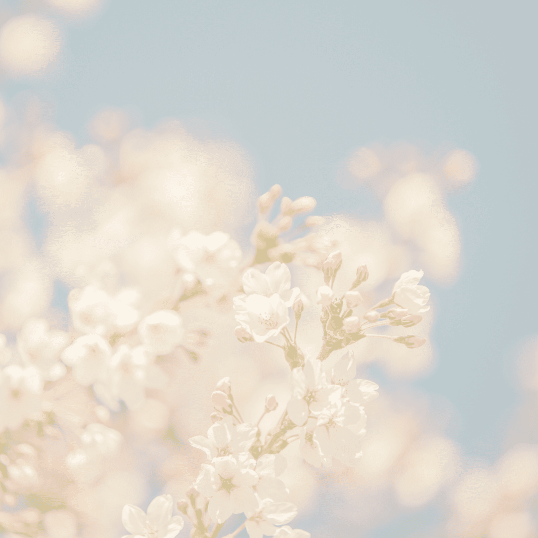 Faded cherry blossom default profile photo